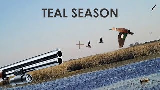 Duck Hunting Teal  25 Kills  by ShotKam [upl. by Lavotsirc]