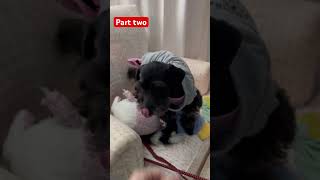 Part 2 spayed and neutered pup trending puppy dogbreeds spayandneuter [upl. by Capon230]