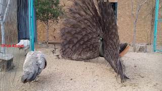 Opal Peacock dance for females [upl. by Yokum]