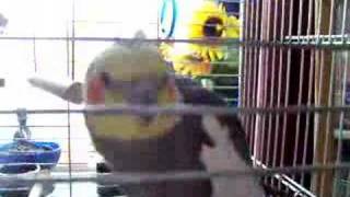 Elmo the Cockatiel Sings and Dances [upl. by Anon]