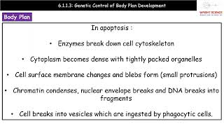 A Level Biology  6113  Genetic Control of Body Plan [upl. by Farra108]