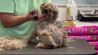 Schnoodle from Autumns litter getting a Schnauzer hair cut July 14 2021 [upl. by Aneleh307]