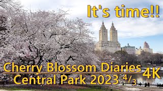 Central Park Cherry Blossom [upl. by Minton389]