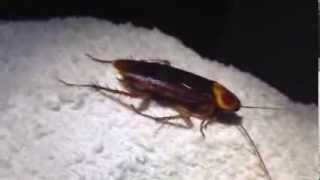 Huge Palmetto Bug in North Port Sarasota FL House by Sarasota Pest Control Expert Johnny Bugs [upl. by Mont]