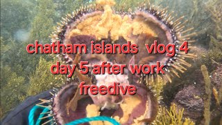 Chatham islands vlog 4 day 5 after work freedive [upl. by Asik7]