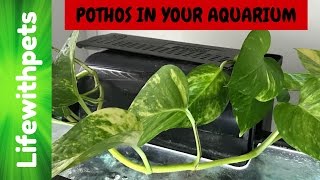 How to Use a Pothos Plant in your Aquarium [upl. by Sherborne889]