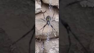 Is This Spider Poisonous friendlyraccoon [upl. by Euridice]