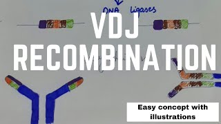 VDJ Recombination  Detail of Process  Crystal clear concept  UrduHindi [upl. by Elsbeth]