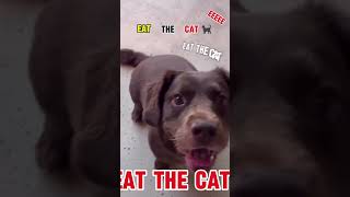 Roscoe flips out hearing this audiowait for itdog funny cutedogs [upl. by Marnia363]