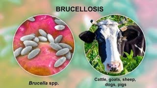 Brucellosis  Types symptoms pathogenesis diagnosis treatment  Infection [upl. by Ailuy]