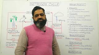 Nitrogen Cycle Urdu Hindi medium profmasoodfuzail Ammonification  Nitrogen fixation [upl. by Eugenio]