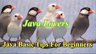 Java sparrow Basic Tips And Breeding Tricks For Beginnershindiurdu [upl. by Allissa]