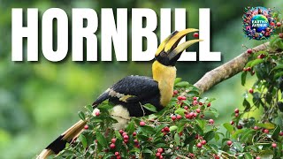 You Wont Believe The HORNBILLs Unique Features and Behaviors [upl. by Filippa675]