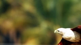 Niuz the Brahminy Kite  2nd Video [upl. by Corotto]