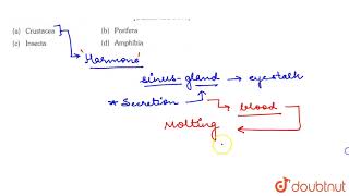 Helically coiled shaped X organ is found in [upl. by Dolorita]