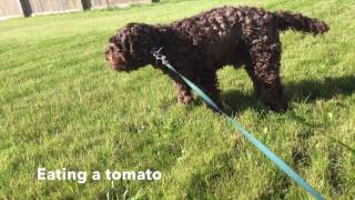 【My Cockapoo】Take the dog to the park [upl. by Corine]