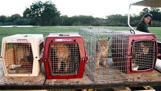 6 Exotic Cats Rescued [upl. by Rafael]