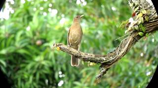 Claycolored Thrush  Turdus grayi  Uraba Caribbean Lowlands [upl. by Ailati]