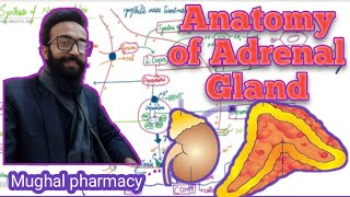 Anatomy and Histology of adrenal GlandMUGHAL PHARMACY [upl. by Nojid]