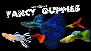 Guppys  The Current Most Fancy Breeds [upl. by Seema]