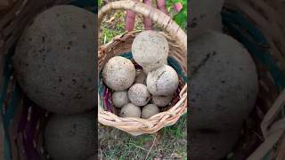 Do you know this fruit 😍  Wood Apple Juice Recipe  Nature Village Life 😋😋😋 [upl. by Zednanreh311]