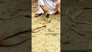 The man was able to catch the snake with binbasin rescue snake kingcobra [upl. by Laundes]