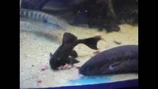 South american lungfish and L160 pleco eating  Pirambóia comendo coração de boi [upl. by Goggin]