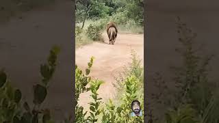 African Wildlife safari lion wildlife [upl. by Agatha436]