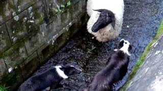 working sheepdog Border Collie in Japan 20099004 [upl. by Lello877]