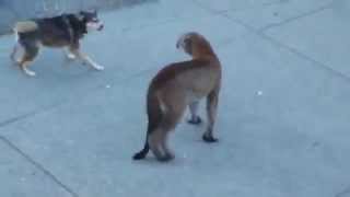 Puma VS Dogs [upl. by Maffa658]