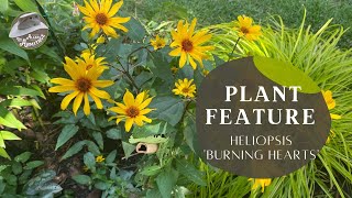 Plant Review Heliopsis Burning Hearts [upl. by Corie454]