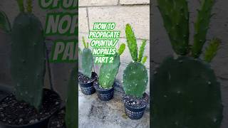 Grow your own OpuntiaNopales Part 2🌵 nopales opuntia pricklypear shorts cacti fruit garden [upl. by Nnaear]