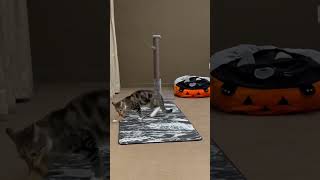 Yoga Mat Hacks  Kitten Life 🐾🌸💞cat funny shortsvideo cute love [upl. by Starla]