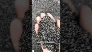 How to make charcoal from nutshell？ [upl. by Garv]