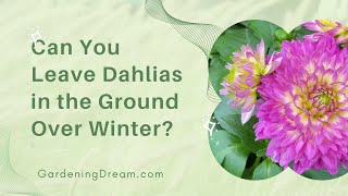 Can You Leave Dahlias in the Ground Over Winter [upl. by Lauhsoj774]