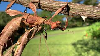 Spiny Leaf Insects Mating and Eggs [upl. by Collier]