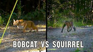 Bobcat vs Squirrel Hunting Like a Bobcat Short [upl. by Remle]