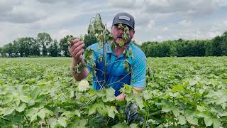 Facts from the Field  Insights from a cotton field in West Tennessee [upl. by Keryt]