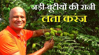 लता करंज पहचान और फायदे │Caesalpinia bonduc Intro amp Benefits on Health Channel By Vishal Sathye [upl. by Licastro41]