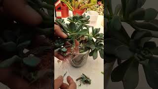 Prunning succulents Succulent plant succulents plants cactus propagation homegarden tips [upl. by Joab]