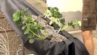 Video 2 Arizona Gutter System for Greenhouse Strawberry Production [upl. by Akemyt]