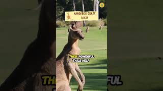 Kangaroo Crazy Facts shorts facts kangaroo [upl. by Lytsirhc435]