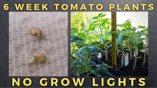 Growing Tall Tomato Seedlings Quickly [upl. by Yornek]