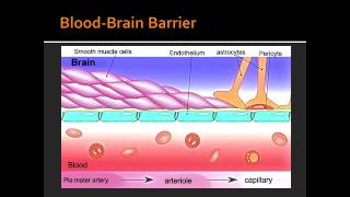 BloodBrain Barrier [upl. by Desberg]