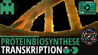 Proteinbiosynthese  Transkription │Biologie Lernvideo Learning Level Up [upl. by Elmajian454]