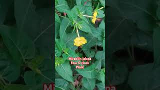 Mirabilis jalapa  Nyctaginaceae family  Four O clock plant [upl. by Trella]