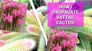 RATTAIL CACTUS PROPAGATON FROM ONE MOTHER PLANTS [upl. by Lourdes243]