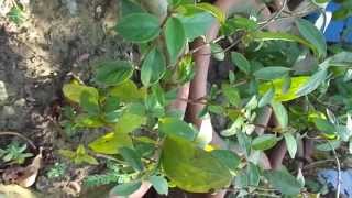 Anti Diabetic  GYMNEMA SYLVESTRE India [upl. by Groome]