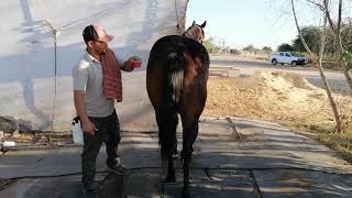 Detrás de Escena Vida y Cuidados de los Caballos en Cuadra Los Milagritos [upl. by Biegel]