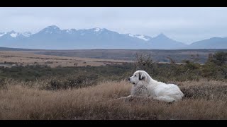 Patagonian Sheepdogs  Las Torres Patagonia  Torres del Paine [upl. by Wheaton868]